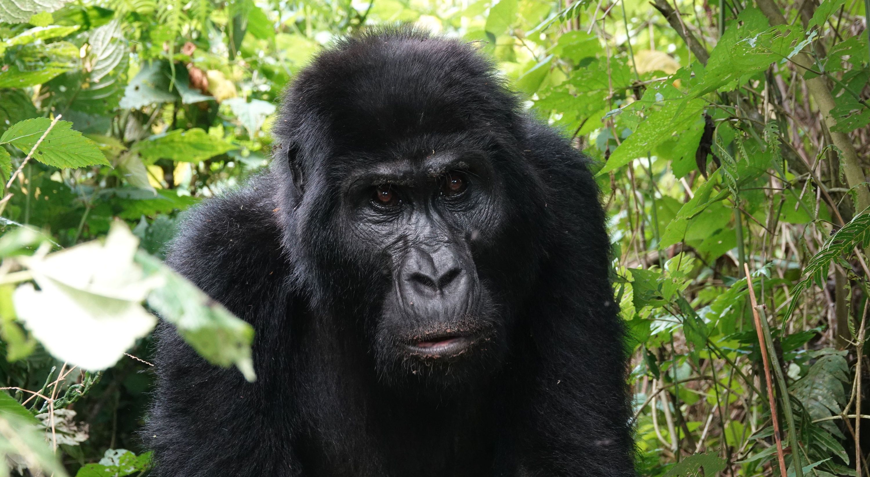 Gorille dans la forêt de Bwindi, en Ouganda