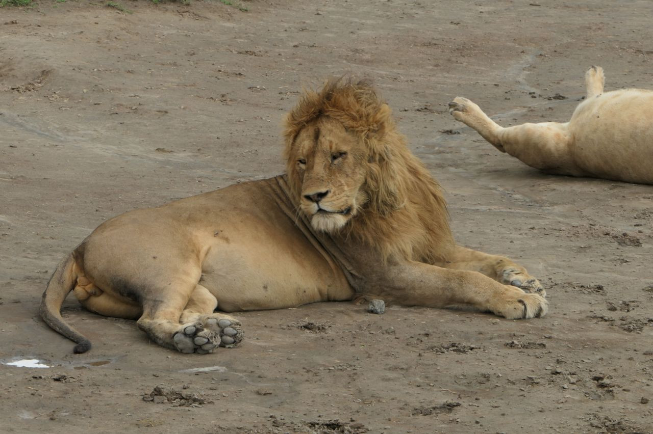 N'Gorongoro et safari grande migration au Serengeti