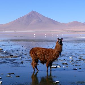 BOLIVIE - Du Salar d'Uyuni à l'Acotango (6052 m)