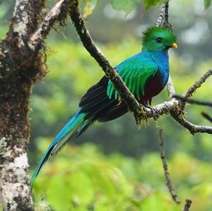 COSTA RICA - Randonnées au pays de la biodiversité